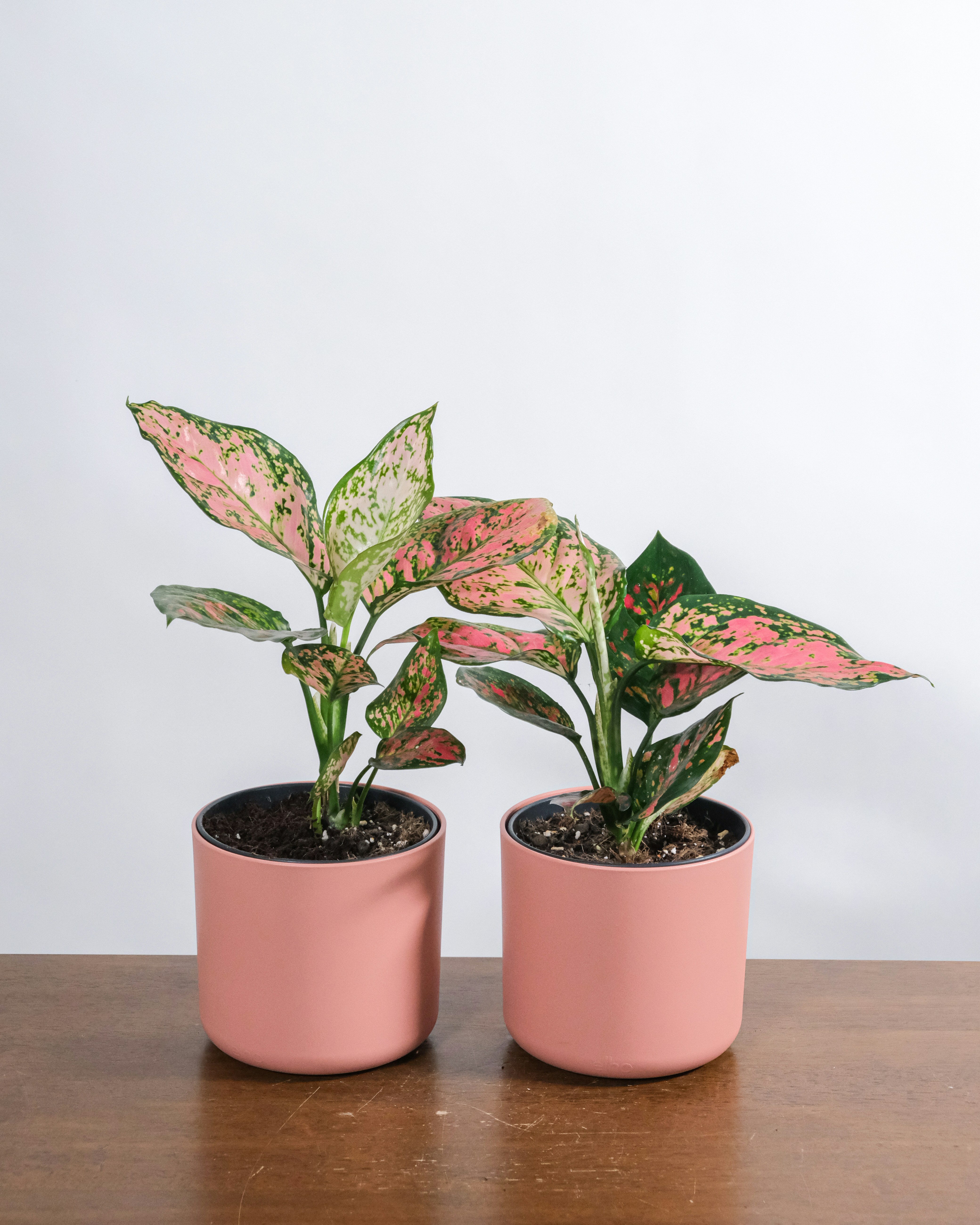 Indoor Plants